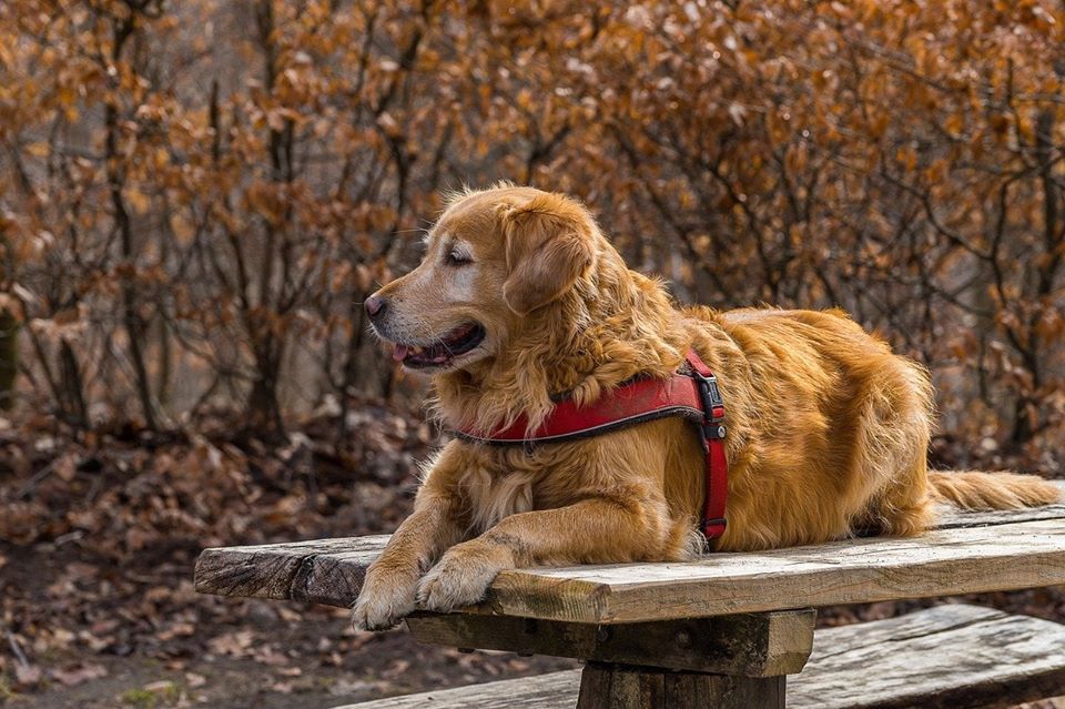 人犬種ランキング 2015 ゴールデン・レトリーバー