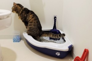 猫 オシッコ 失敗 猫トイレ