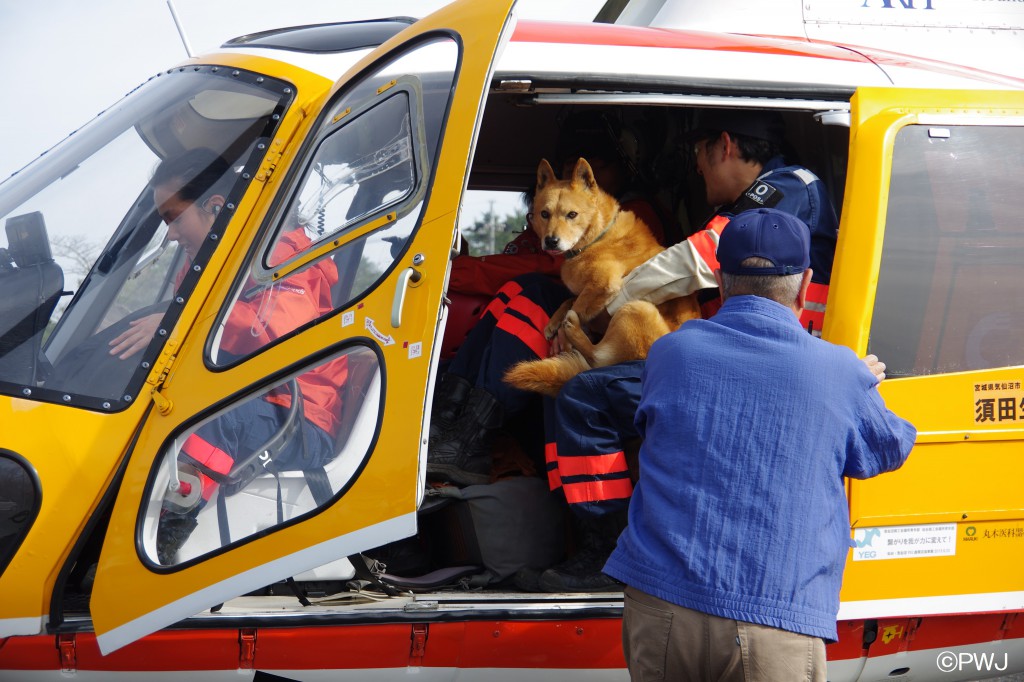 救助犬 ペット避難所