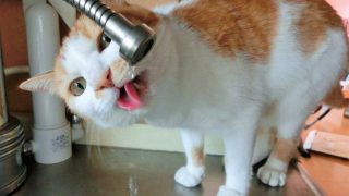 猫の水分摂取量