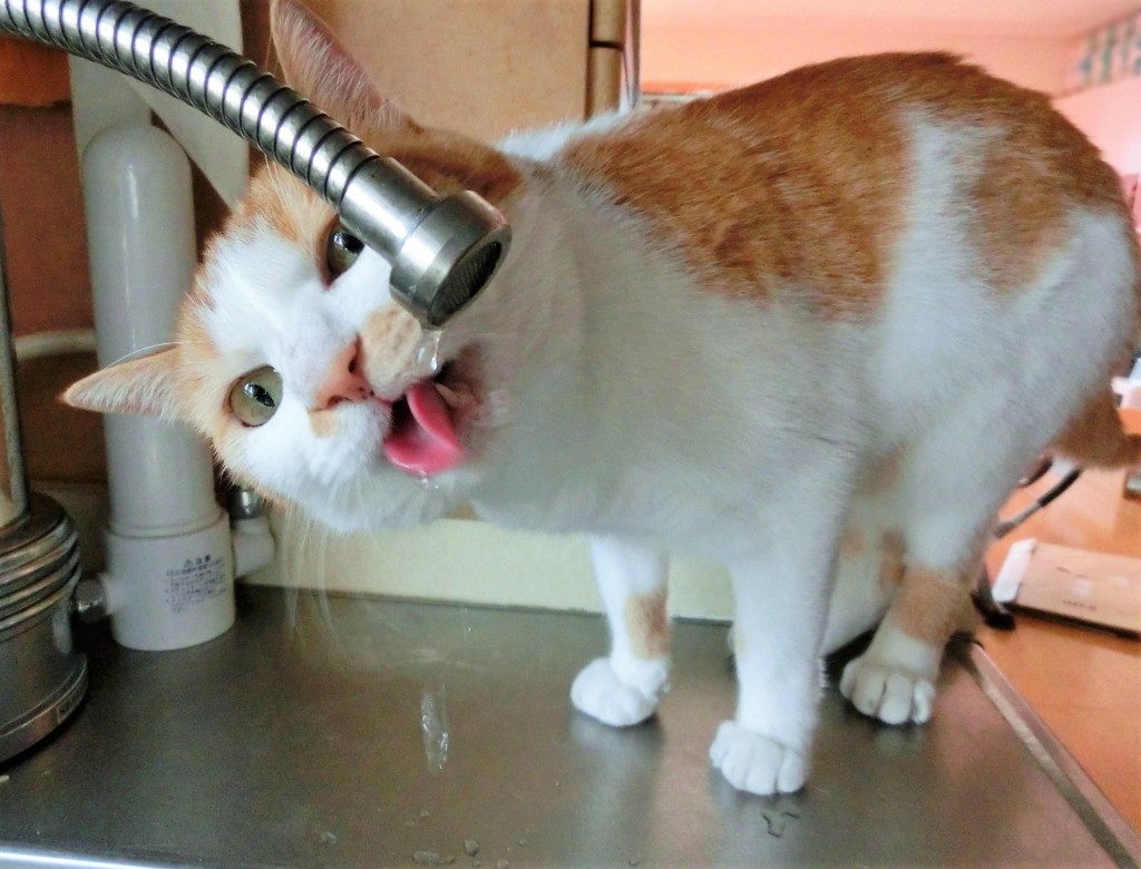猫の水分摂取量