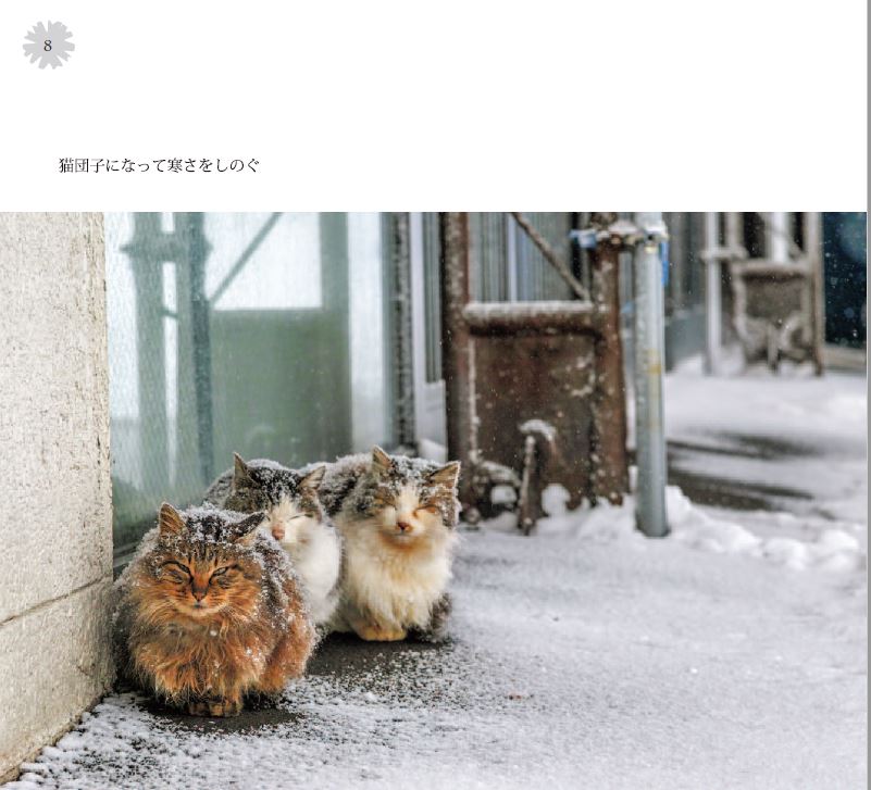 北海道 猫 写真集