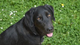 大型犬 股関節形成不全
