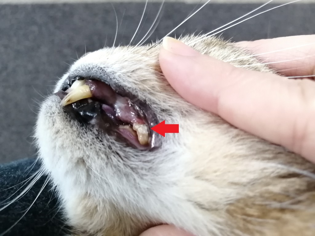 猫 歯石取り