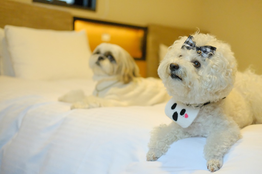 東京 犬と泊まれるホテル