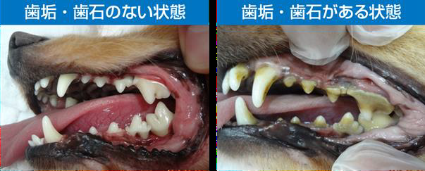 犬の歯周病 犬の歯みがき 犬の歯石