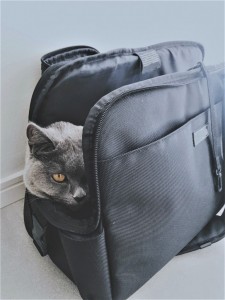 猫 キャリーバッグ 入らない 入る方法