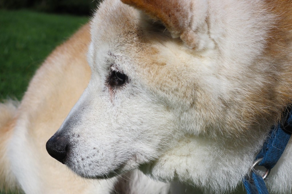 老犬 高反発マットレス