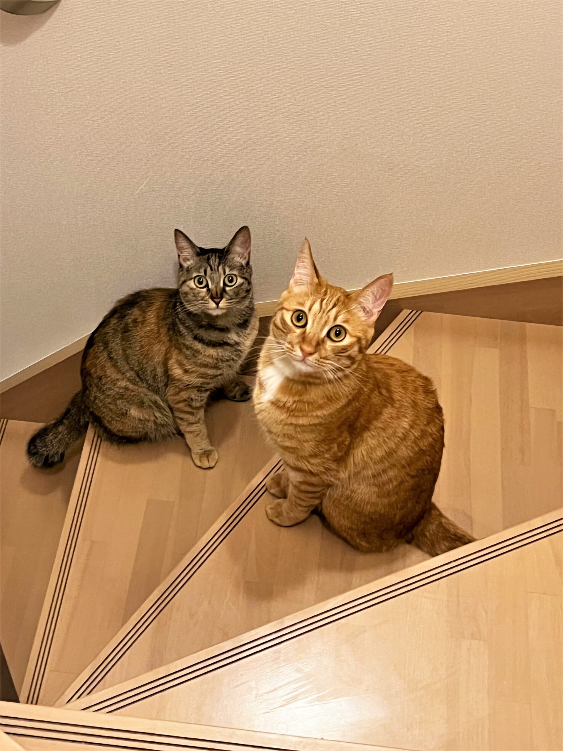 猫 二匹飼い メリット