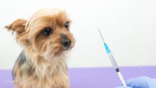 犬のコアワクチン ノンコアワクチン