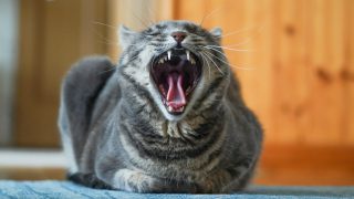 猫 食性 肉食