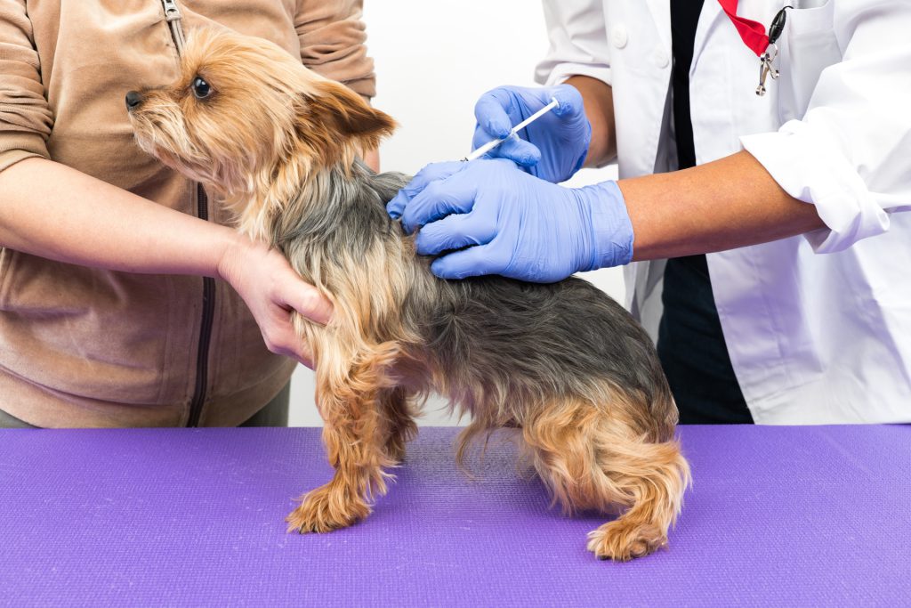 犬の健康診断 予防接種