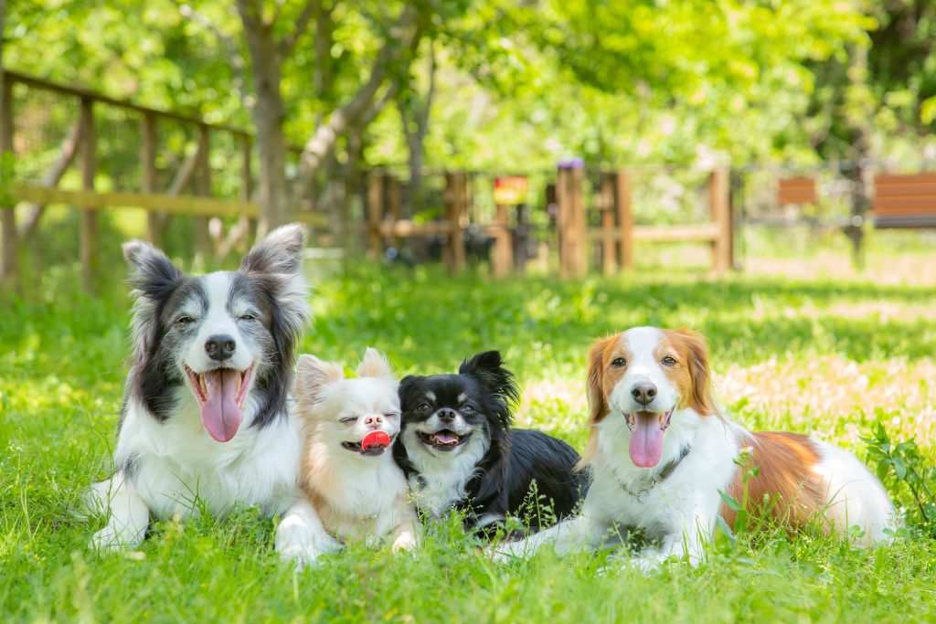 犬スポット 関東 さがみ湖MORI MORI