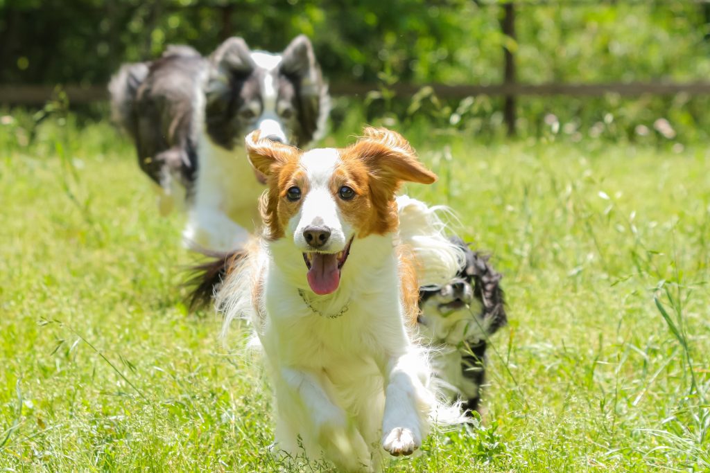 犬スポット 関東 ドッグラン