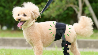 犬 膝蓋骨脱臼 ひざサポーター