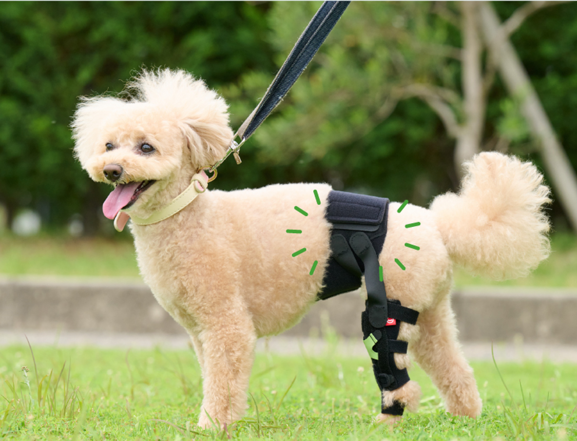 犬 膝蓋骨脱臼 ひざサポーター