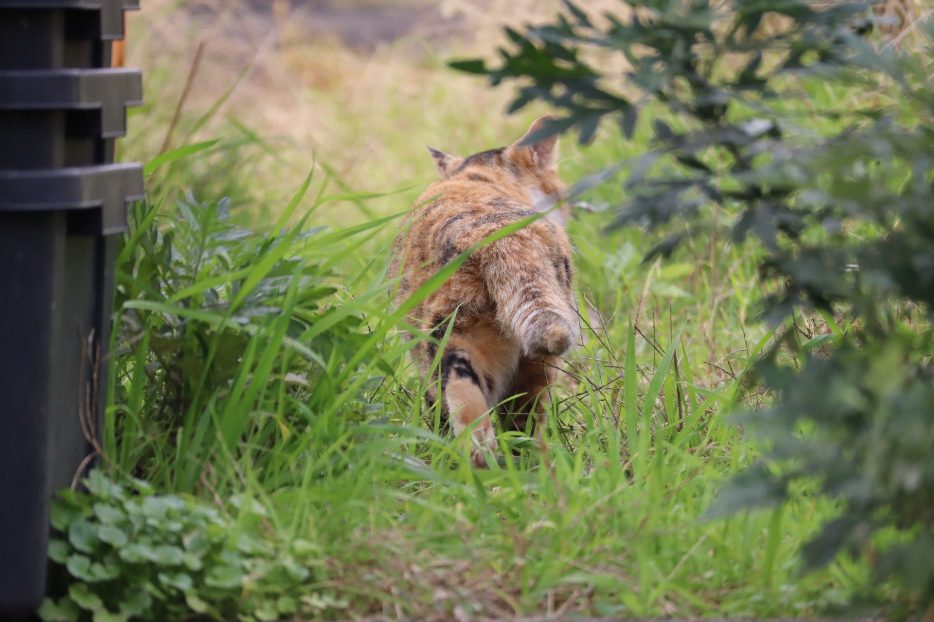 猫の脱走 捜索