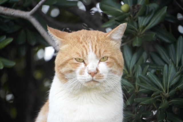 野良猫のオス