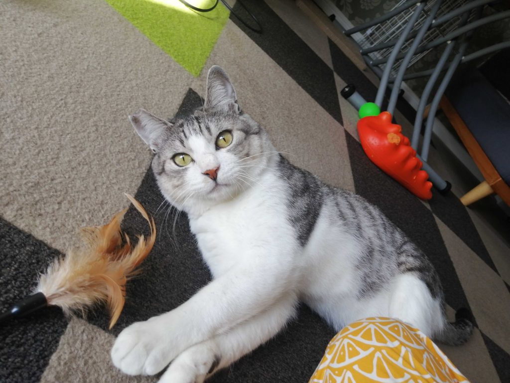 猫エイズキャリアの猫