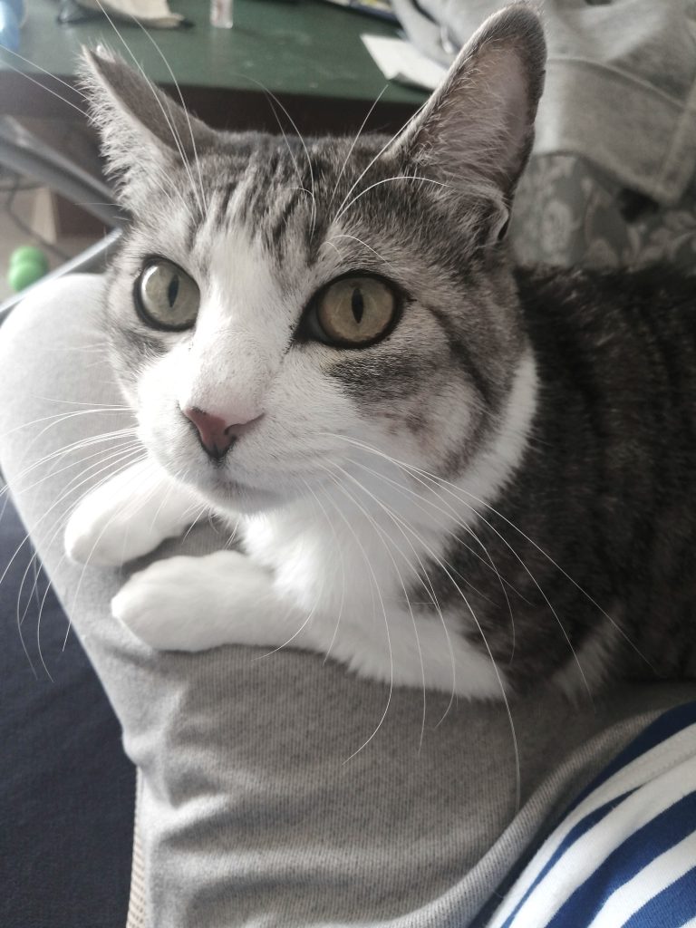 元保護猫 猫エイズ陽性