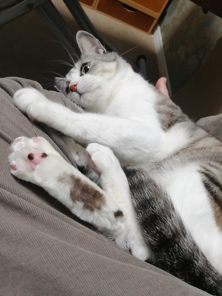 元保護猫 猫エイズ陽性