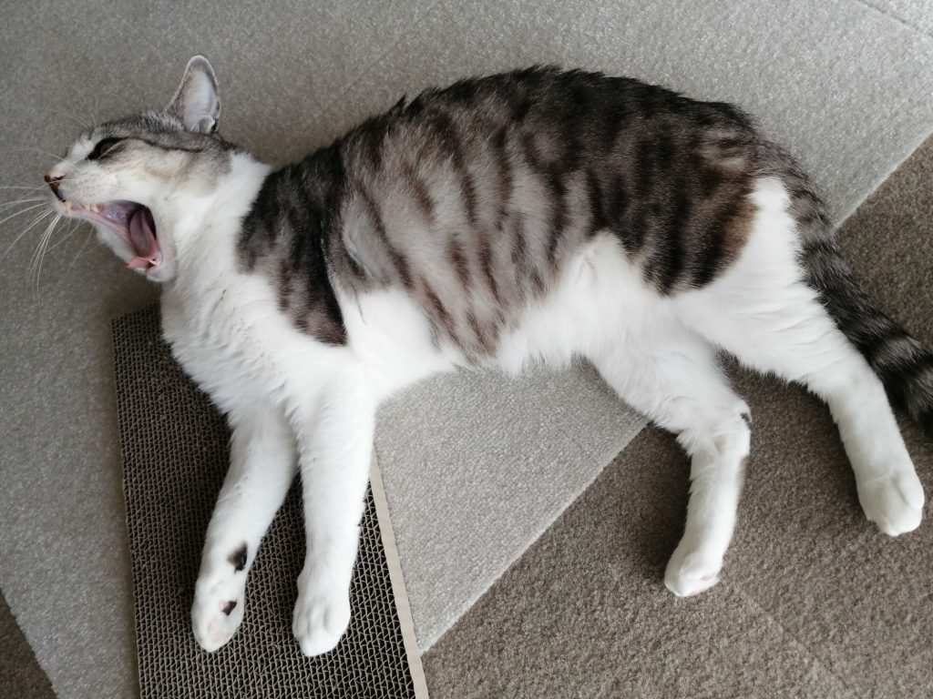 あくびをする猫 猫エイズ陽性