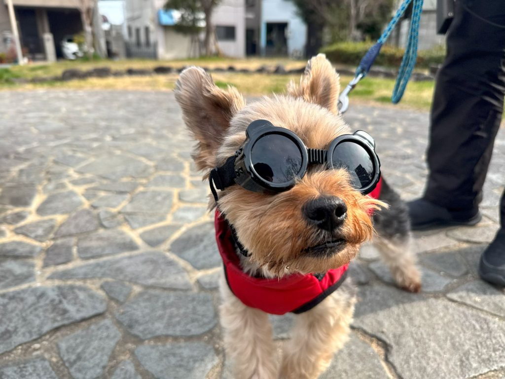 ゴーグルを着用したヨーキー