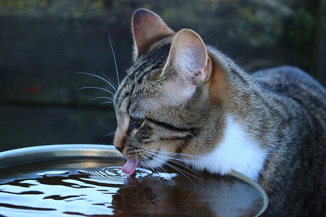 歯みがきできない猫 お水