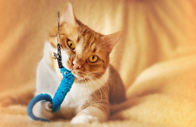 歯みがきできない猫 おもちゃ