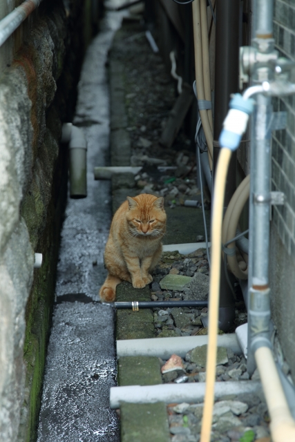 猫 脱走 半径50m
