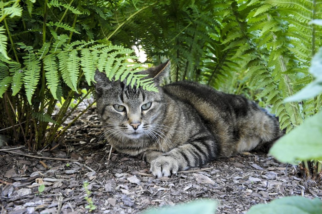 野生の猫