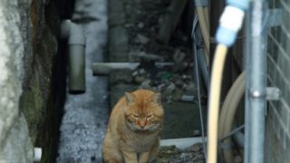 猫 脱走 半径50m