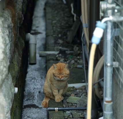 猫 脱走 半径50m