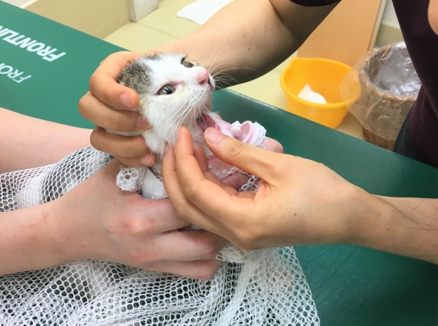 猫 動物病院 ネット
