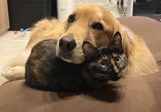 仲良しの犬と猫