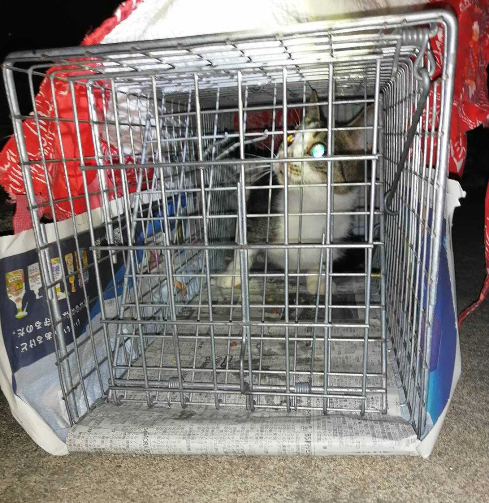 脱走した保護猫 捕獲機