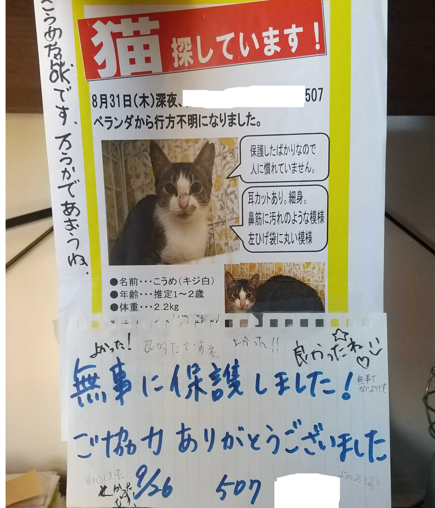 保護猫の迷子チラシ